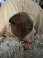 Colonel Mustard, a male Boston Terrier for sale in Kansas City, KS – Photo 3 of 4