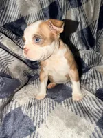 Fiona, a female Boston Terrier for sale in Kansas City, KS – Photo 4 of 4