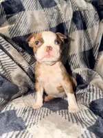 Fiona, a female Boston Terrier for sale in Kansas City, KS – Photo 2 of 4