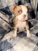 Fiona, a female Boston Terrier for sale in Kansas City, KS – Photo 3 of 4