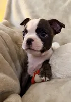 Gilmore, a male Boston Terrier for sale in Kansas City, KS – Photo 1 of 5