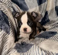 Gilmore, a male Boston Terrier for sale in Kansas City, KS – Photo 3 of 5
