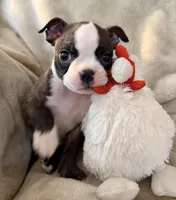 Gilmore, a male Boston Terrier for sale in Kansas City, KS – Photo 2 of 5