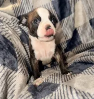 Gilmore, a male Boston Terrier for sale in Kansas City, KS – Photo 5 of 5