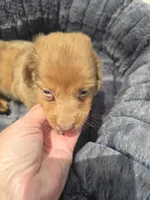 Chocolate Dapple Male with Blue Eyes , a male Miniature Dachshund for sale in Avon, IL – 7 of 8
