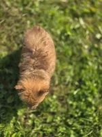 Female Pomeranian , a female Pomeranian for sale in Avon, IL – 4 of 4