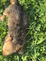 Female Miniature Dachshund , a female Miniature Dachshund for sale in Avon, IL – 2 of 5