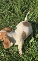 Piebald Female , a female Miniature Dachshund for sale in Avon, IL – 3 of 6