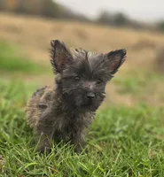 Male Cairn Terrier 2, a male Cairn Terrier for sale in Avon, IL – 2 of 5