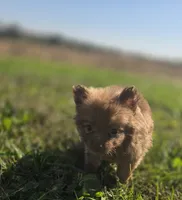 Female Pomeranian , a female Pomeranian for sale in Avon, IL – 3 of 4