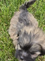 Teddy Bear Male 3, a male Bichon Frise and Shih Tzu for sale in Avon, IL – 2 of 5