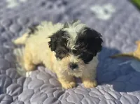 Teddy Bear Male 1, a male Bichon Frise and Shih Tzu for sale in Avon, IL – 3 of 3