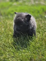 Blue Pomeranian Male , a male Pomeranian for sale in Avon, IL – 2 of 4