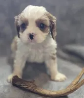 Blenheim male 1, a male Cavalier King Charles Spaniel for sale in Avon, IL – Photo 3 of 5