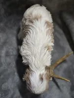 Blenheim male 1, a male Cavalier King Charles Spaniel for sale in Avon, IL – Photo 5 of 5