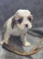 Blenheim male 1, a male Cavalier King Charles Spaniel for sale in Avon, IL – Photo 1 of 5