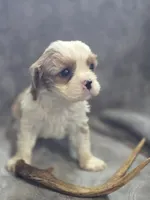 Blenheim male 1, a male Cavalier King Charles Spaniel for sale in Avon, IL – Photo 2 of 5