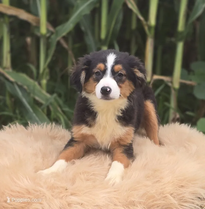Mini Aussie  Female 2 – Miniature Australian Shepherd puppy for sale in Avon, IL