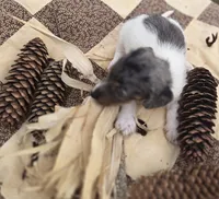 Male Dapple Piebald Miniature Dachshund , a male Miniature Dachshund for sale in Avon, IL – 3 of 5