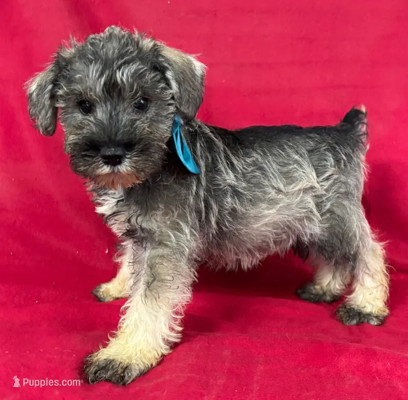 Male schnauzer 3 – Miniature Schnauzer puppy for sale in Avon, IL