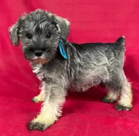 Male schnauzer 3, a male Miniature Schnauzer for sale in Avon, IL – 1 of 2