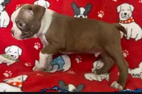 Red male Boston Terrier , a male Boston Terrier for sale in Avon, IL – Photo 3 of 3