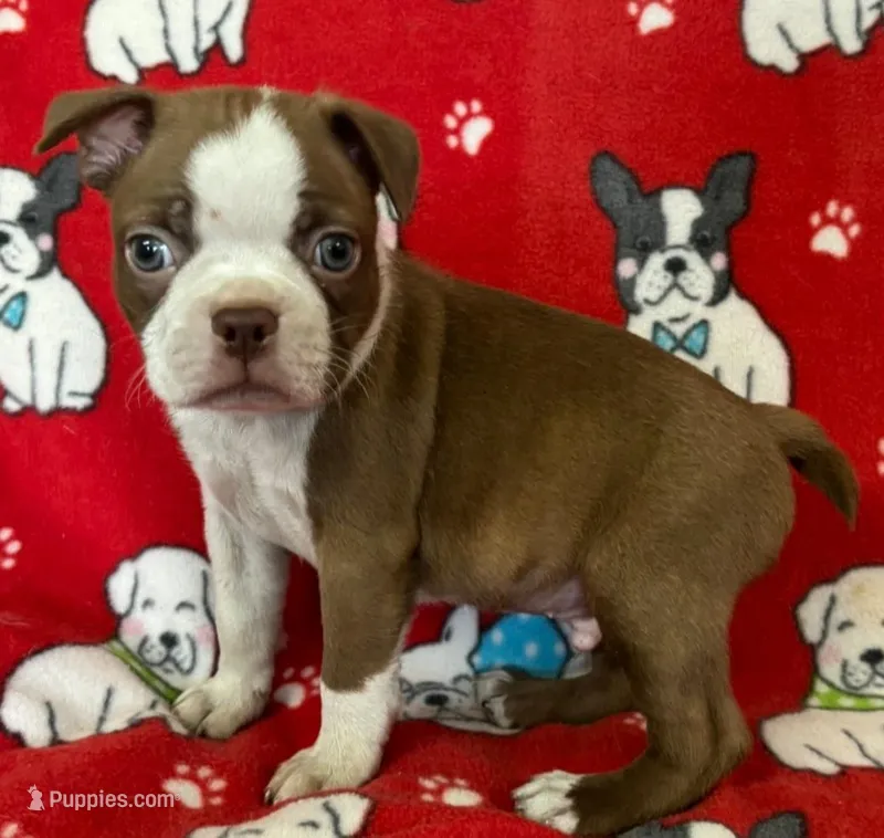 Red male Boston Terrier  – Boston Terrier puppy for sale in Avon, IL