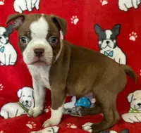 Red male Boston Terrier , a male Boston Terrier for sale in Avon, IL – Photo 1 of 3
