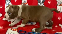 Red male Boston Terrier , a male Boston Terrier for sale in Avon, IL – Photo 2 of 3