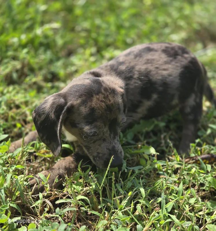 Dapple Male  – Miniature Dachshund puppy for sale in Avon, IL