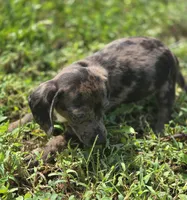 Dapple Male 2, a male Miniature Dachshund for sale in Avon, IL – 6 of 6