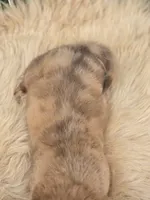 Longhaired Dapple Male , a male Miniature Dachshund for sale in Avon, IL – 4 of 9