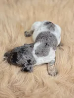 Longhaired Silver Dapple Piebald Female , a female Miniature Dachshund for sale in Avon, IL – 4 of 4
