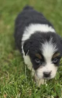 Mini Aussie  Male 1, a male Miniature Australian Shepherd for sale in Avon, IL – 2 of 5