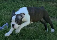 Black male Boston Terrier , a male Boston Terrier for sale in Avon, IL – 4 of 6
