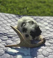 Teddy Bear Male 2, a male Bichon Frise and Shih Tzu for sale in Avon, IL – 4 of 4