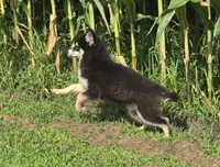 Siberian Husky Female 1, a female Siberian Husky for sale in Avon, IL – 2 of 7