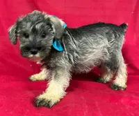 Male schnauzer 3, a male Miniature Schnauzer for sale in Avon, IL – 2 of 2