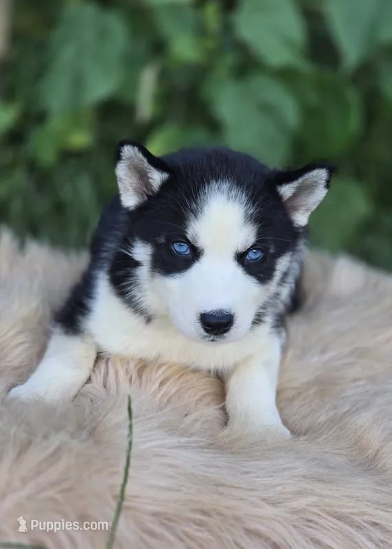 Siberian Husky Female 1 – Siberian Husky puppy for sale in Avon, IL
