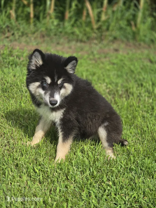 Siberian Husky Female 1 – Siberian Husky puppy for sale in Avon, IL