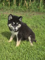 Siberian Husky Female 1, a female Siberian Husky for sale in Avon, IL – 1 of 7