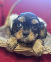 processed/4f071753-0ad4-41db-b7bd-c5be2bcd625f/listing/0e123210-26c2-431b-9fcd-8dfe9f1e4c6d/43b331b7-6516-4678-b303-dc778765ba86