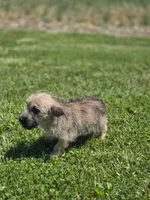 Cairn Terrier Male 1, a male Cairn Terrier for sale in Avon, IL – 5 of 5