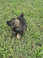 Norwegian Elkhound Female , a female Norwegian Elkhound for sale in Avon, IL – 2 of 4