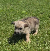 Cairn Terrier Male 1, a male Cairn Terrier for sale in Avon, IL – 2 of 5