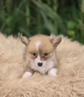 Female 1 Corgi, a female Pembroke Welsh Corgi for sale in Avon, IL – 4 of 5