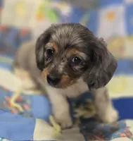 Female Dapple Longhaired Miniature Dachshund , a female Miniature Dachshund for sale in Avon, IL – 3 of 5