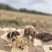 Piebald Male Miniature Dachshund , a male Miniature Dachshund for sale in Avon, IL – 2 of 4