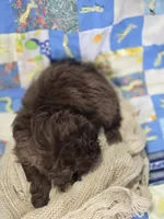 Female Chocolate Shihpoo , a female Shihpoo for sale in Avon, IL – 5 of 5