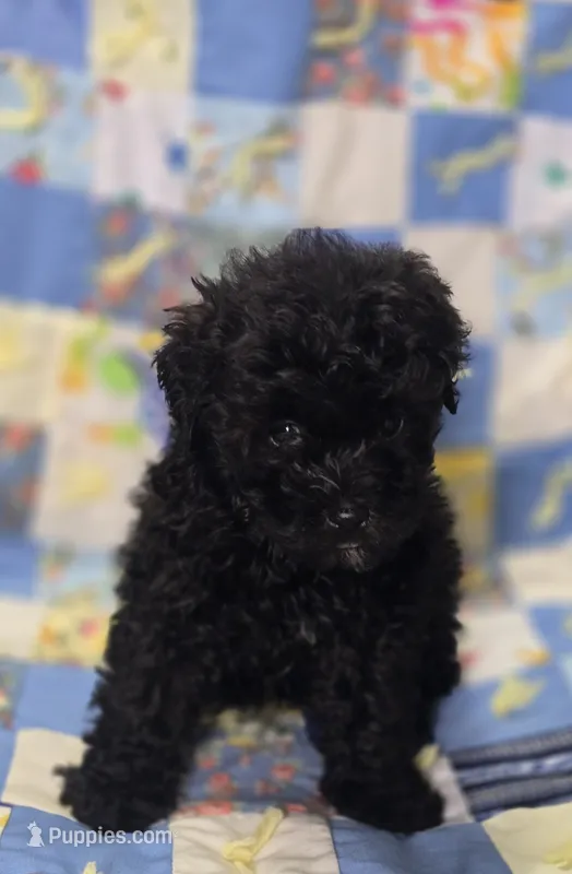 Black Male Shihpoo  – Shihpoo puppy for sale in Avon, IL
